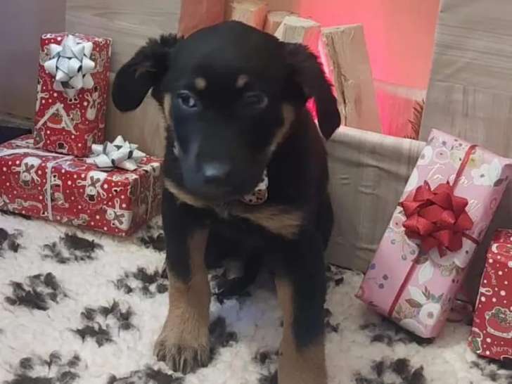 Chiot mâle noir et feu à adopter