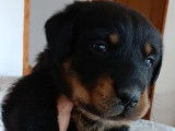 À réserver, 3 chiots mâles Beaucerons (LOF)