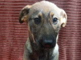 Chiot femelle de 6 mois disponible à l'adoption