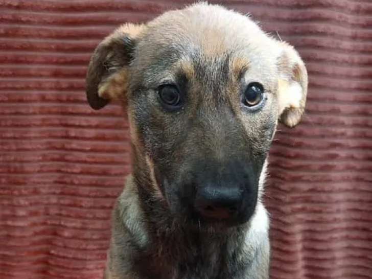 Chiot femelle de 6 mois disponible à l'adoption