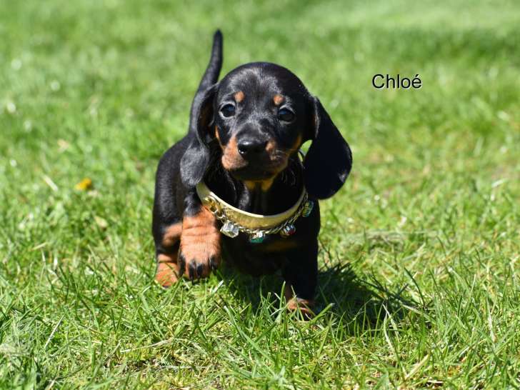 Chiots Teckel nain et kanichen à poils ras à vendre