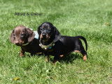 Chiots Teckel nain et kanichen &agrave; poils ras &agrave; vendre