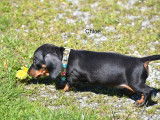 Chiots Teckel nain et kanichen &agrave; poils ras &agrave; vendre