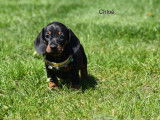 Chiots Teckel nain et kanichen &agrave; poils ras &agrave; vendre