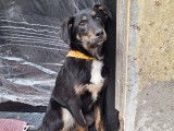 Chiot femelle tricolore en attente d'adoption