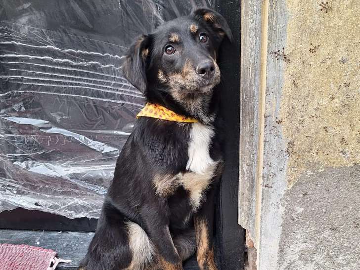 Chiot femelle tricolore en attente d'adoption