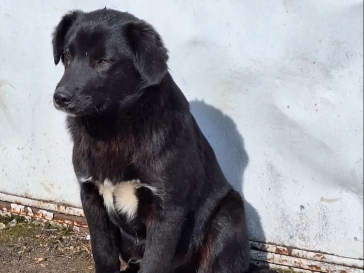 Chiot mâle de 5 mois à la recherche d'une famille