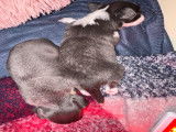 Chiots Chihuahua à vendre