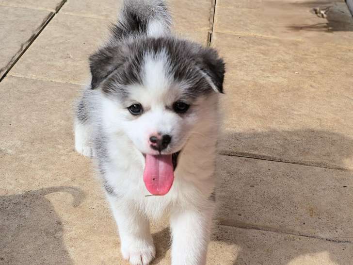 Arya, un magnifique masque fleur de Lys pour cette mini Husky noire et blanche standard; Autour de 9 à 14 kg adulte