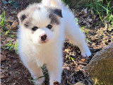 Arctik, un amour de Pomsky calme et gentil. Un mini loup blanc avec juste les oreilles noires. Standard, 12 à 15 kg adulte