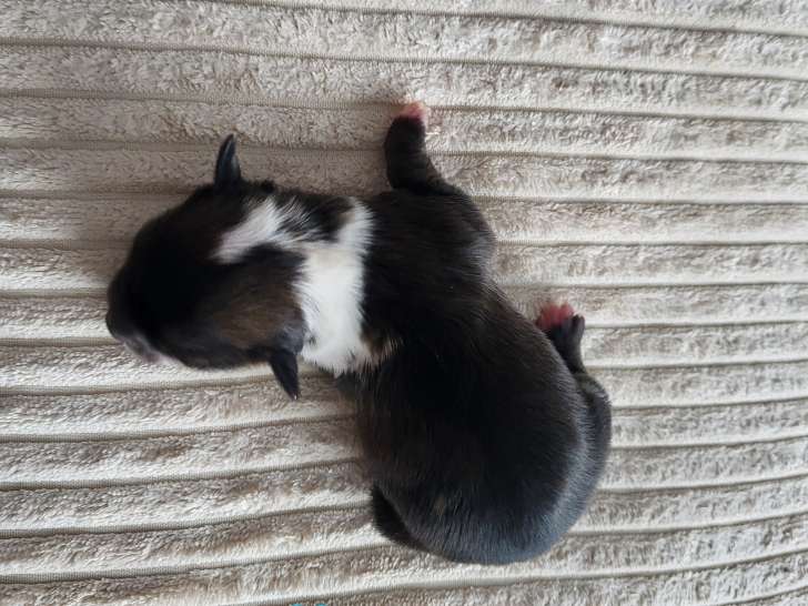 Petit male