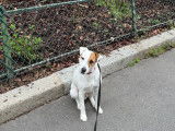 Mâle Jack Russell disponible pour saillie