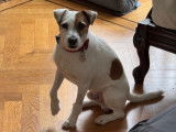 Mâle Jack Russell disponible pour saillie