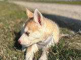 Magnifique chienne Husky marron clair à vendre