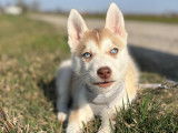 Magnifique chienne Husky marron clair à vendre