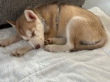 Magnifique chienne Husky marron clair à vendre