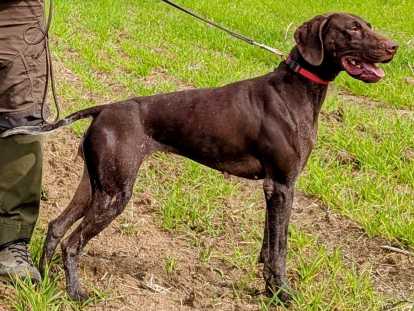 Chiots Braque Allemand à réserver