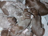 Chiots Braque Allemand à réserver