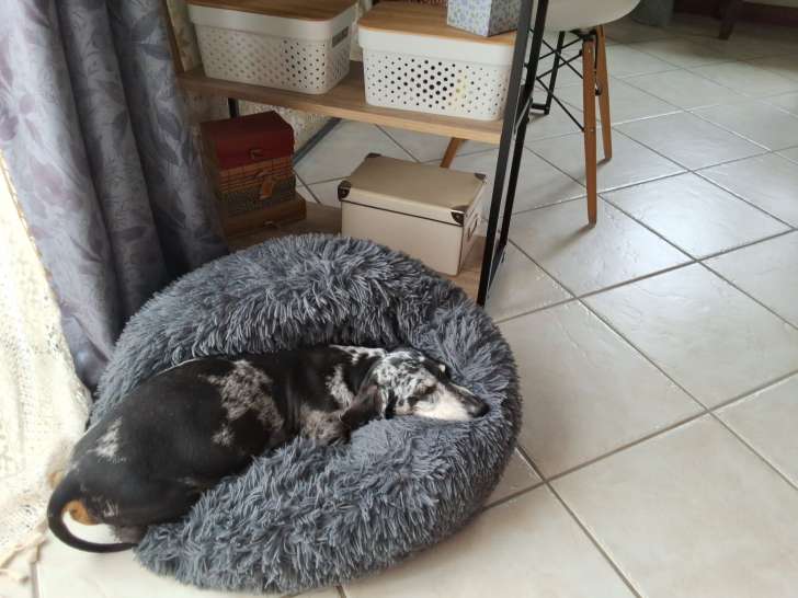 Cherche femelle Teckel arlequin pour saillie
