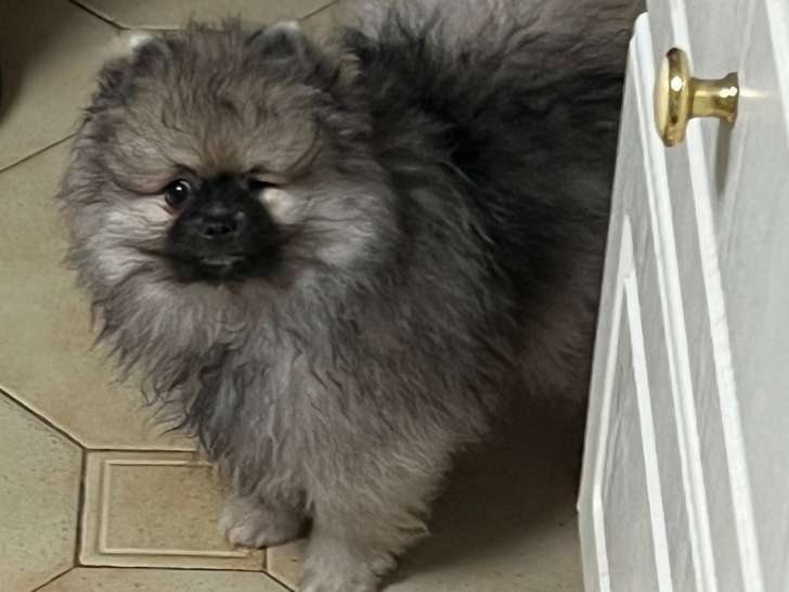 Chiot femelle Spitz Allemand à vendre