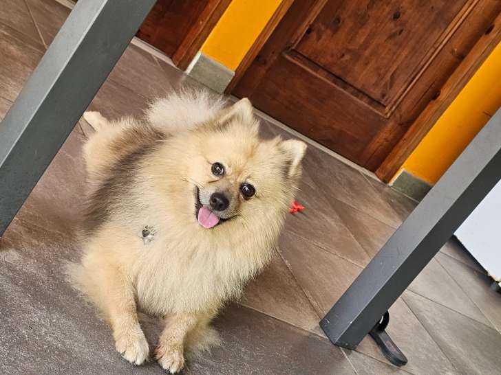 Mâle Spitz Allemand disponible pour saillie