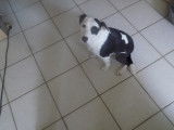 Chienne adulte Parson Russell Terrier à vendre