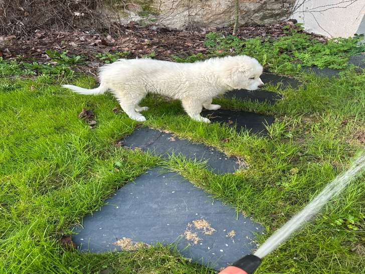 Chiot Patou magnifique