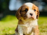 Chiots Cavalier King Charles Spaniel à vendre