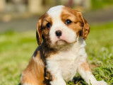 Chiots Cavalier King Charles Spaniel à vendre