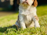 Chiots Cavalier King Charles Spaniel à vendre