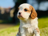 Chiots Cavalier King Charles Spaniel à vendre