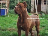 Beau mâle Cane Corso croisé Matin de Naples disponible pour saillie