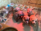 Chiots American Bully à vendre