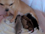 Chiots Chihuahua disponibles à la réservation