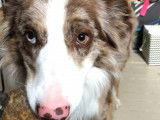 Mâle Border Collie disponible pour saillie