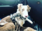 Mâle Border Collie disponible pour saillie