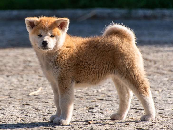 Chiots femelles Akita Inu rousses LOF à vendre