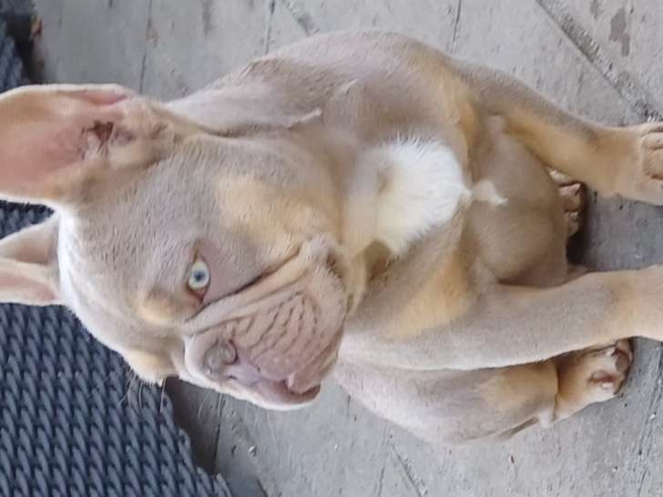 Chiot Bouledogue Français isabella cherry tan à vendre