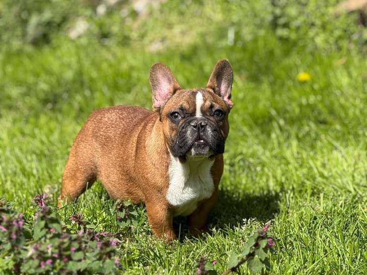 Chiots Bouledogue Français avec pedigree FCI à vendre