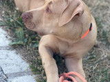Chien de type American Staffordshire Terrier à donner