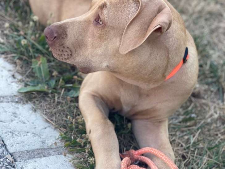 Chien de type American Staffordshire Terrier à donner