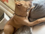 Chien de type American Staffordshire Terrier à donner