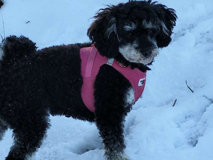 Femelle Caniche disponible pour saillie