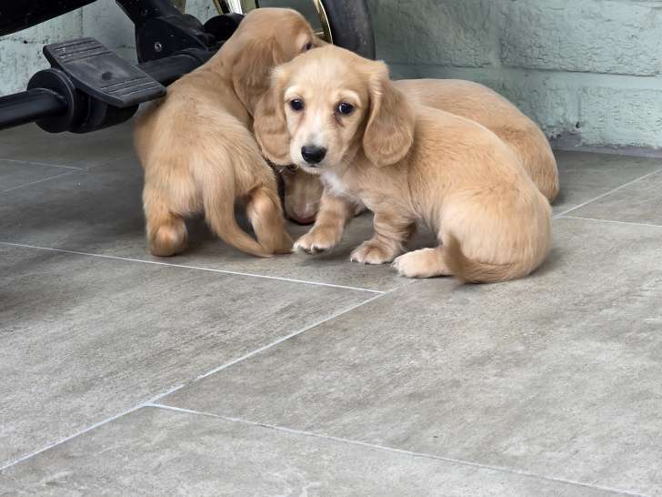 Chiots Teckel crème à vendre
