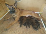 8 sublimes chiots Berger Belge Malinois inscrits au LOF à vendre