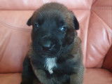 8 sublimes chiots Berger Belge Malinois inscrits au LOF à vendre