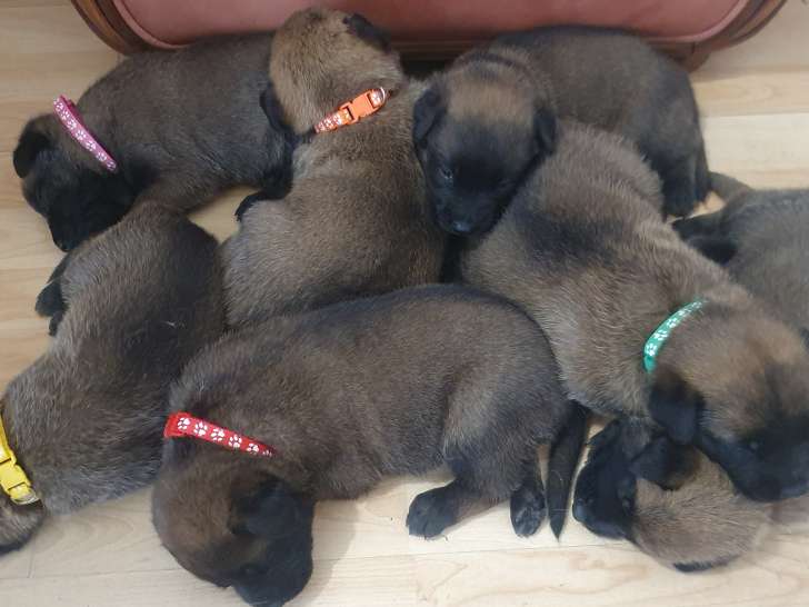 7 sublimes chiots Berger Belge Malinois inscrits au LOF à vendre