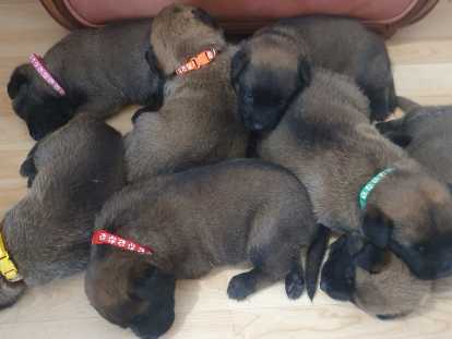 7 sublimes chiots Berger Belge Malinois inscrits au LOF &agrave; vendre
