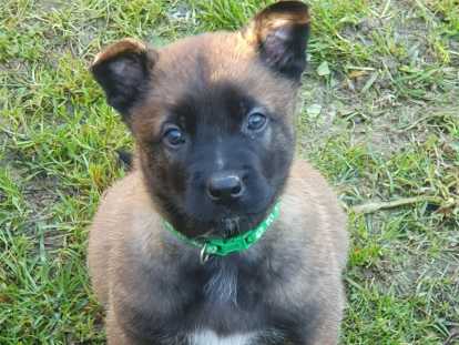 7 sublimes chiots Berger Belge Malinois inscrits au LOF &agrave; vendre