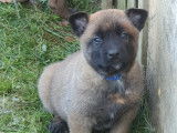 7 sublimes chiots Berger Belge Malinois inscrits au LOF à vendre